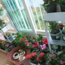 황금이삭 이미지