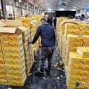 신효월라봉영농조합법인 이미지