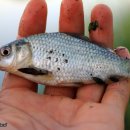 선두포낚시터 이미지