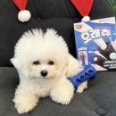 (주)아이덴탈파트너즈 | [강아지장난감] 오래먹는 강아지 장난감 덴탈껌 추천 슈퍼포우덴탈츄부스터 오래츄 S 후기