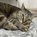 뉴욕종합동물병원 이미지