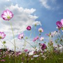 코스모스메디칼 이미지