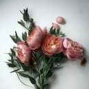 Peony(피오니)