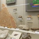 이화여자대학교 자연사박물관 이미지