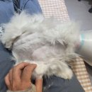 고양이 무마취 미용 냥털도둑 | [강서구고양이미용]너무 만족스러운 미용을 할수 있었던 &#39;고양이 무마취 미용 냥털도둑&#39;