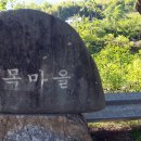 괴목 이미지
