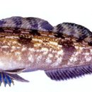 양식나라 이미지