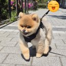 슈나우펫 이미지