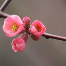 빛날영:煐