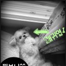 용인보건당약국 이미지