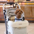 (주)오네스토 펫 푸드 | 2026 케이펫페어 광주 무료입장 사전등록 참가업체 이벤트 총정리