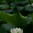 미리 가 본 부여 서동연꽃축제(축제기간 7/17 ~7/20.) 2014. 6. 28 이미지