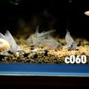 오스테오인 이미지