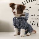 프라임 애견 이미지