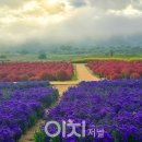 사랑의언덕 이미지