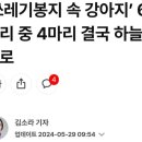 애완족
