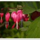 도비산 등산로 이미지