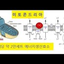 미토콘드리아 기능과 『에덴셀 미토콘요법』의 치유원리 이미지