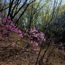 진달래산천 이미지