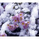 고운님 이미지