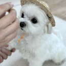 독앤바버(DOG&BARBER) | 진접 반려견미용실 추천 독앤바버(말티즈 베이비컷)