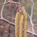 오리나무 이미지