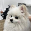 리츠펫(송도점) 이미지