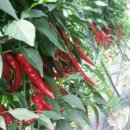 김순영 농장 이미지