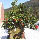 제7회 한국춘란엽예품전시회 | 통영에서 한국란 전국 전시회가 열렸습니다.