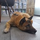 더힐동물의료센터 이미지