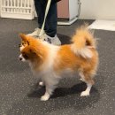 강남-133 | 세나개 설채현 놀로 행동클리닉 강아지 긍정강화교육 후기