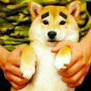 니뽕내뽕(코엑스점) 이미지