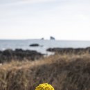 추운 겨울에도 ‘청초한 아름다움’ 자랑하는 야생화 이미지