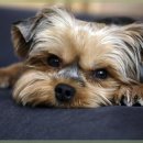 라비동물병원 이미지