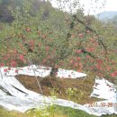 길중농장 이미지