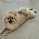 다대스파 이미지