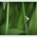 청개구리 이미지