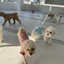 일리키독 이미지