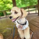 포롱도그 이미지