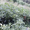 도성농장 이미지