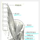 대퇴사두근[Quadriceps Femoris Muscle]-내측광근,중간광근 이미지