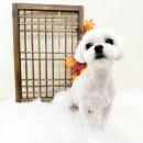 뽀프퍼피 이미지