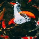 피나클랜드 이미지