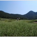 메밀꽃 필 무렵 이미지