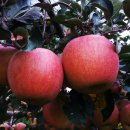 사과나무 이미지