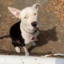 옆집강아지 이미지