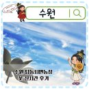 송이농장 | 수원가볼만한곳 탑동시민농장 백련 홍련 배롱나무 코스모스 실시간 후기