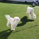 한강펫케어센터 이미지