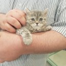 캣파라다이스 이미지