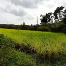 광산구-148 이미지